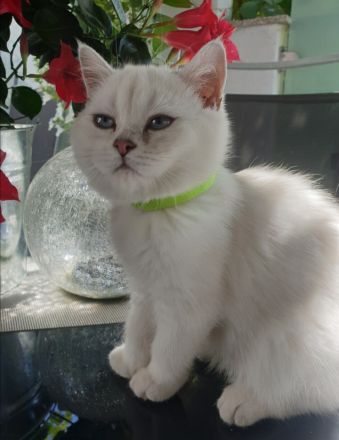 Britisch kurzhaar Silver shaded point mit Stammbaum