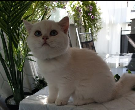 Britisch kurzhaar Silver shaded point mit Stammbaum