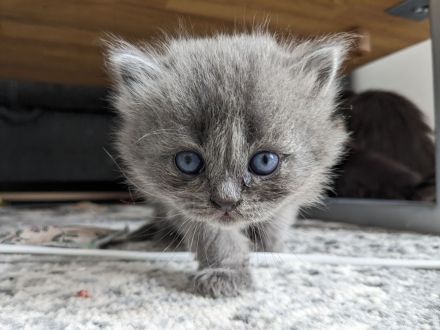 Hl. Birma-Angora Mix Kitten