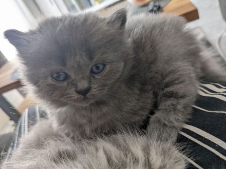 Hl. Birma-Angora Mix Kitten