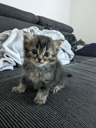 Hl. Birma-Angora Mix Kitten