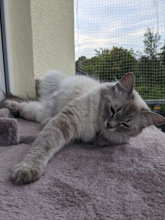 Hl. Birma-Angora Mix Kitten