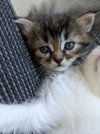 Hl. Birma-Angora Mix Kitten