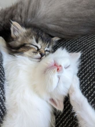 Hl. Birma-Angora Mix Kitten