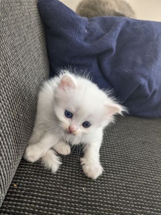 Hl. Birma-Angora Mix Kitten