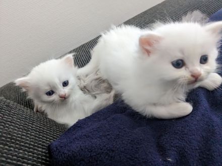 Hl. Birma-Angora Mix Kitten