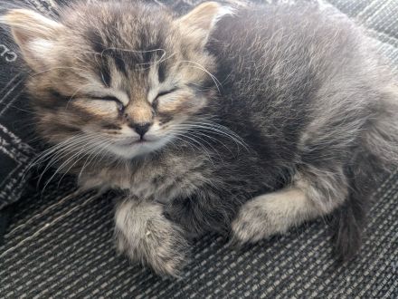 Hl. Birma-Angora Mix Kitten