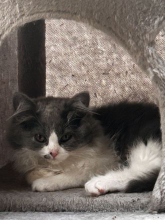 Britisch langhaar Kater