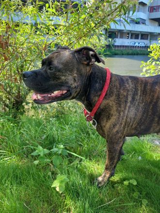 American Staffordshire