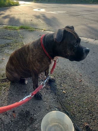 American Staffordshire