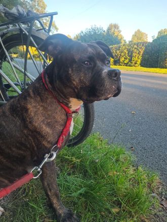 American Staffordshire