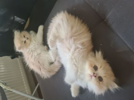 Perser kitten