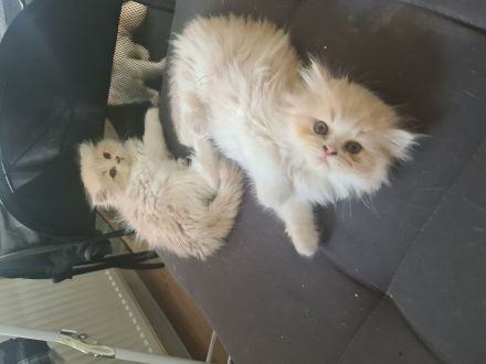 Perser kitten