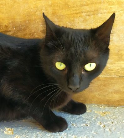 Isidora - sehr lieb und verspielt