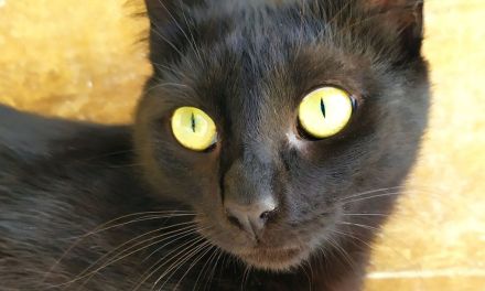 Isidora - sehr lieb und verspielt