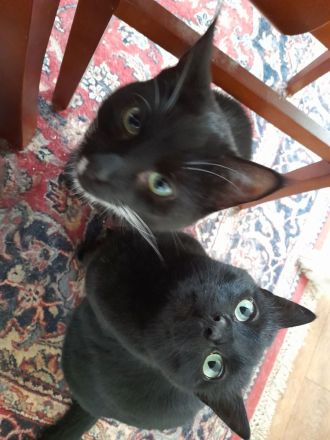 Isidora - sehr lieb und verspielt