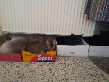 Isidora - sehr lieb und verspielt