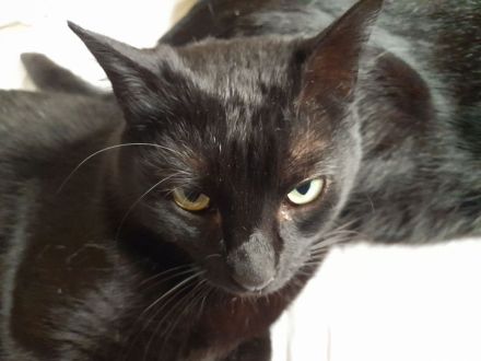 Isidora - sehr lieb und verspielt