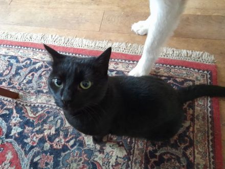 Isidora - sehr lieb und verspielt