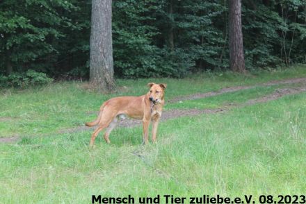 Monty sucht Menschen mit Hundeerfahrung
