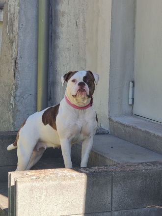 American Bulldog Weibchen