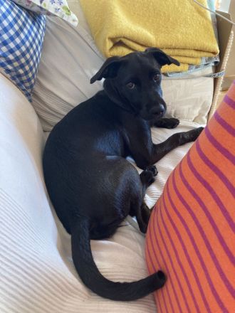 Junge Mischlingshündin Lu