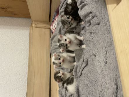 Maine Coon BKH Kitten