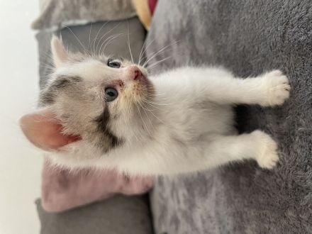 Maine Coon BKH Kitten