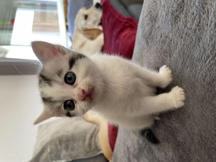 Maine Coon BKH Kitten