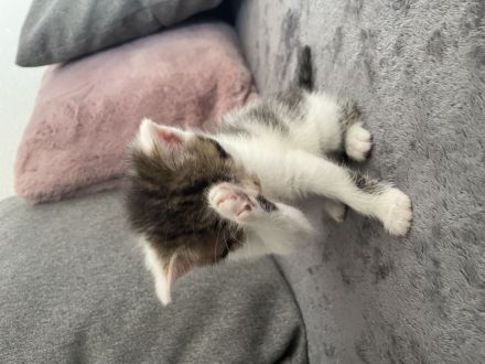 Maine Coon BKH Kitten