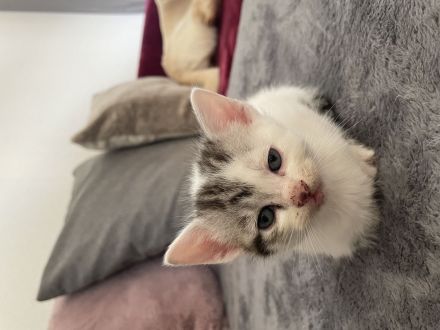 Maine Coon BKH Kitten