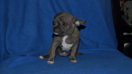 Niedliche Chihuahua Welpen suchen ein liebevolles Zuhause