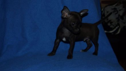 Niedliche Chihuahua Welpen suchen ein liebevolles Zuhause