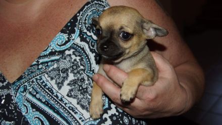 Niedliche Chihuahua Welpen suchen ein liebevolles Zuhause