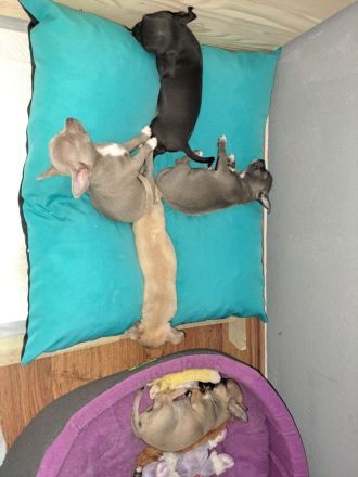 Niedliche Chihuahua Welpen suchen ein liebevolles Zuhause