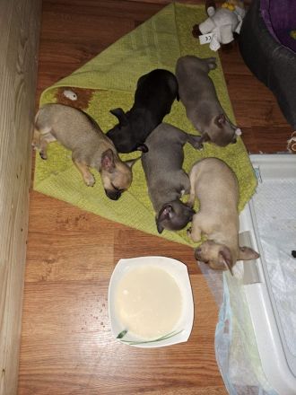 Niedliche Chihuahua Welpen suchen ein liebevolles Zuhause