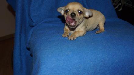 Niedliche Chihuahua Welpen suchen ein liebevolles Zuhause