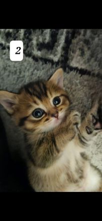 3 zuckersüße Kitten