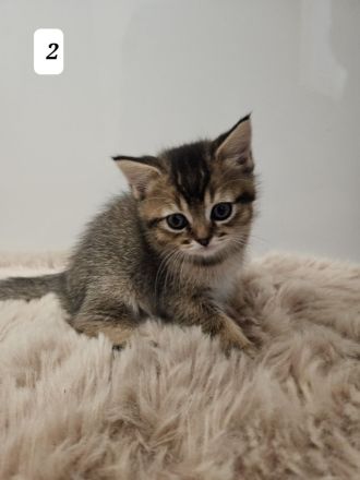 3 zuckersüße Kitten