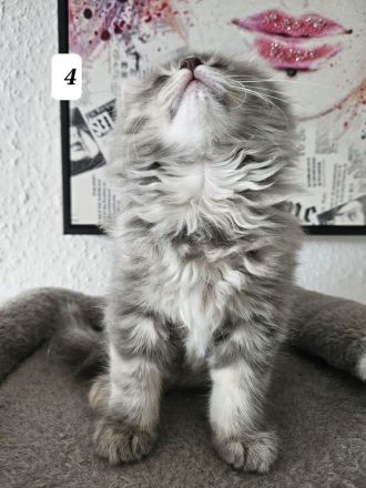 3 zuckersüße Kitten