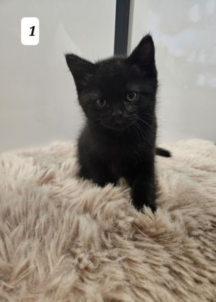 3 zuckersüße Kitten