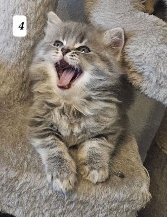 3 zuckersüße Kitten