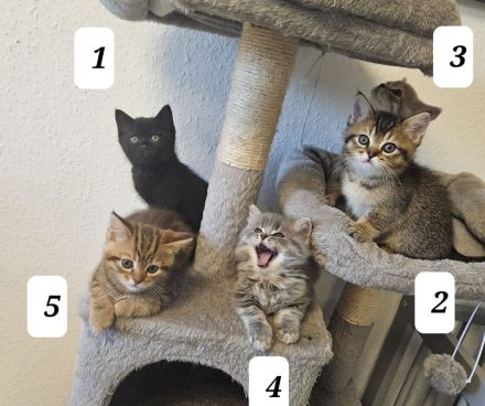 3 zuckersüße Kitten