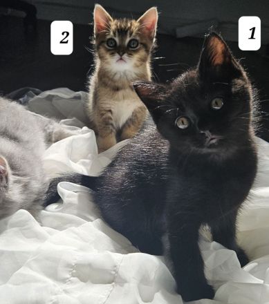 3 zuckersüße Kitten