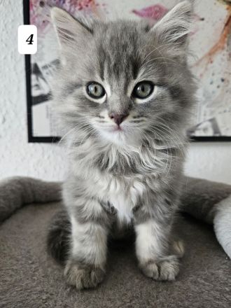 3 zuckersüße Kitten