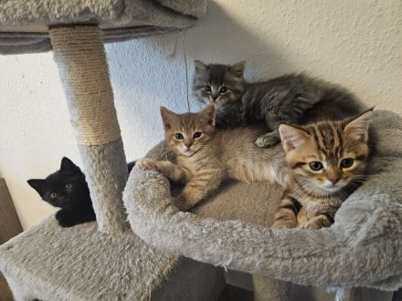 3 zuckersüße Kitten