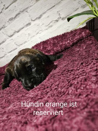 Boxer Labrador Mix Welpen abzugeben ab dem 06.12.2013