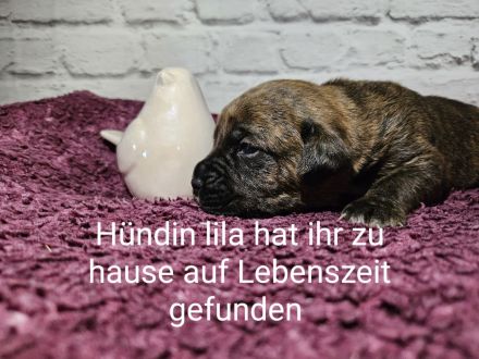 Boxer Labrador Mix Welpen abzugeben ab dem 06.12.2013