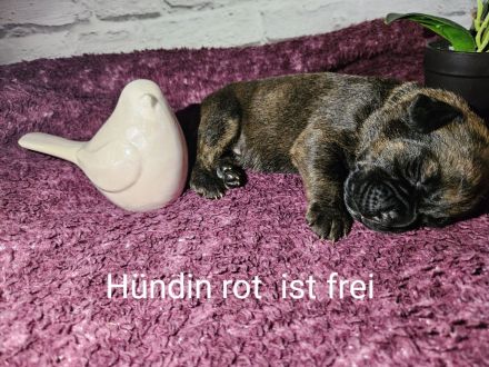 Boxer Labrador Mix Welpen abzugeben ab dem 06.12.2013