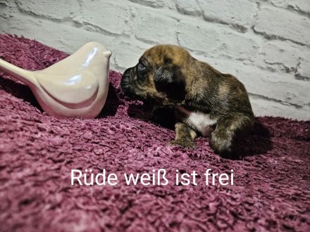 Boxer Labrador Mix Welpen abzugeben ab dem 06.12.2013